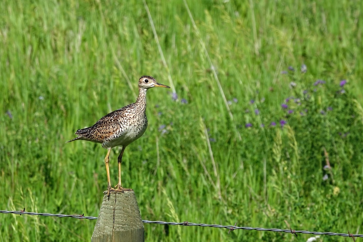 Upland Sandpiper - ML638995295