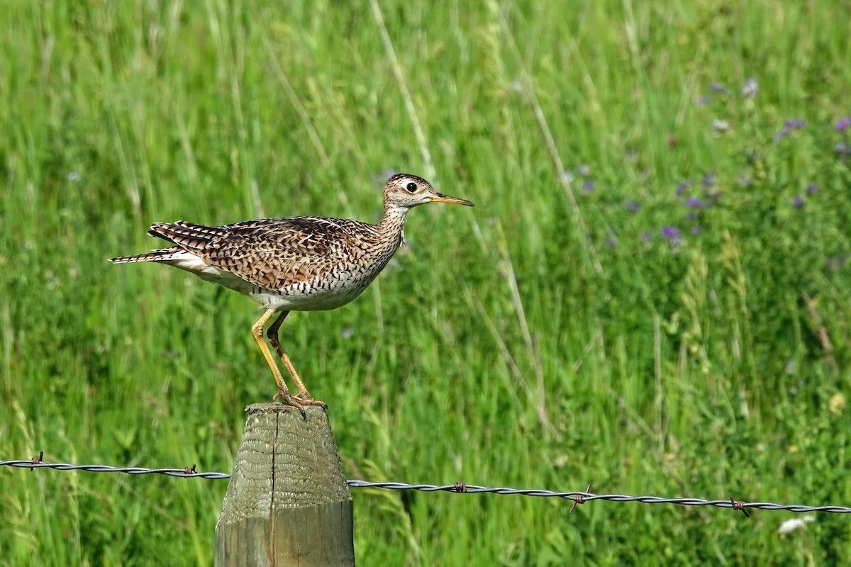 Upland Sandpiper - ML638995300