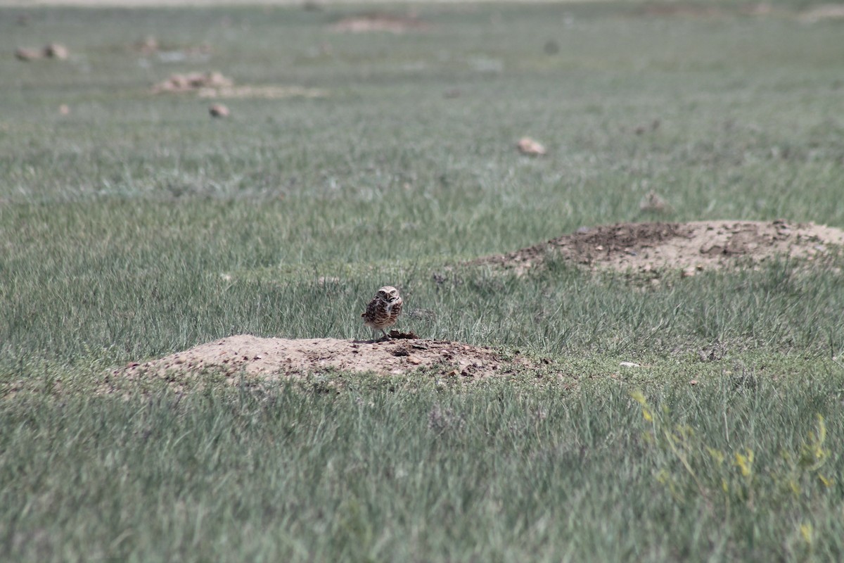 Burrowing Owl - ML638995319