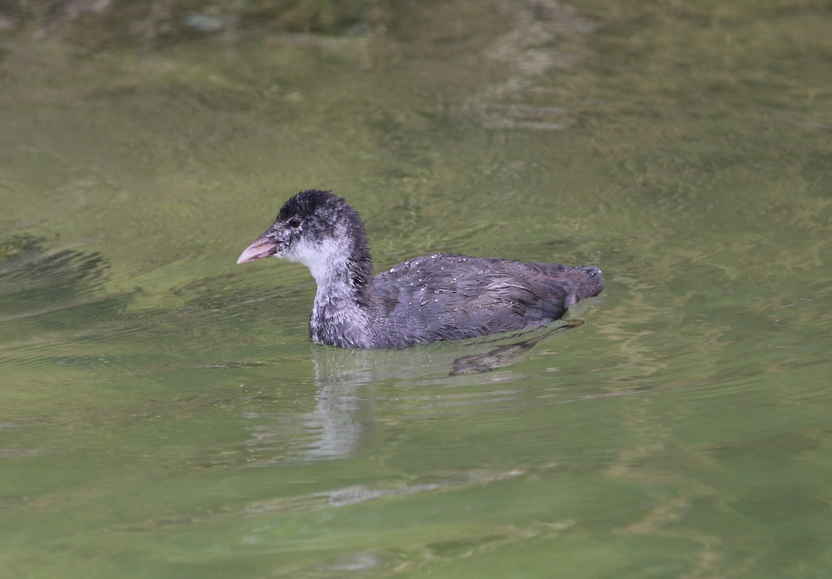 Eurasian Coot - ML638995344