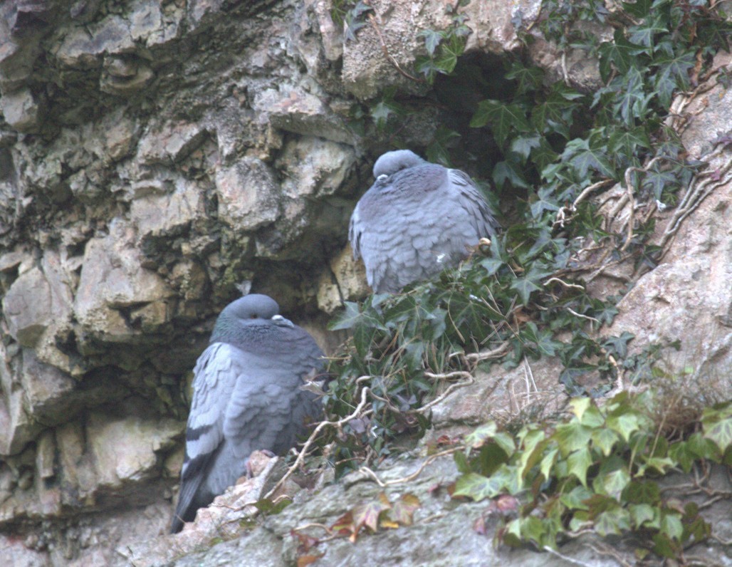 Rock Pigeon (Wild type) - ML638995353