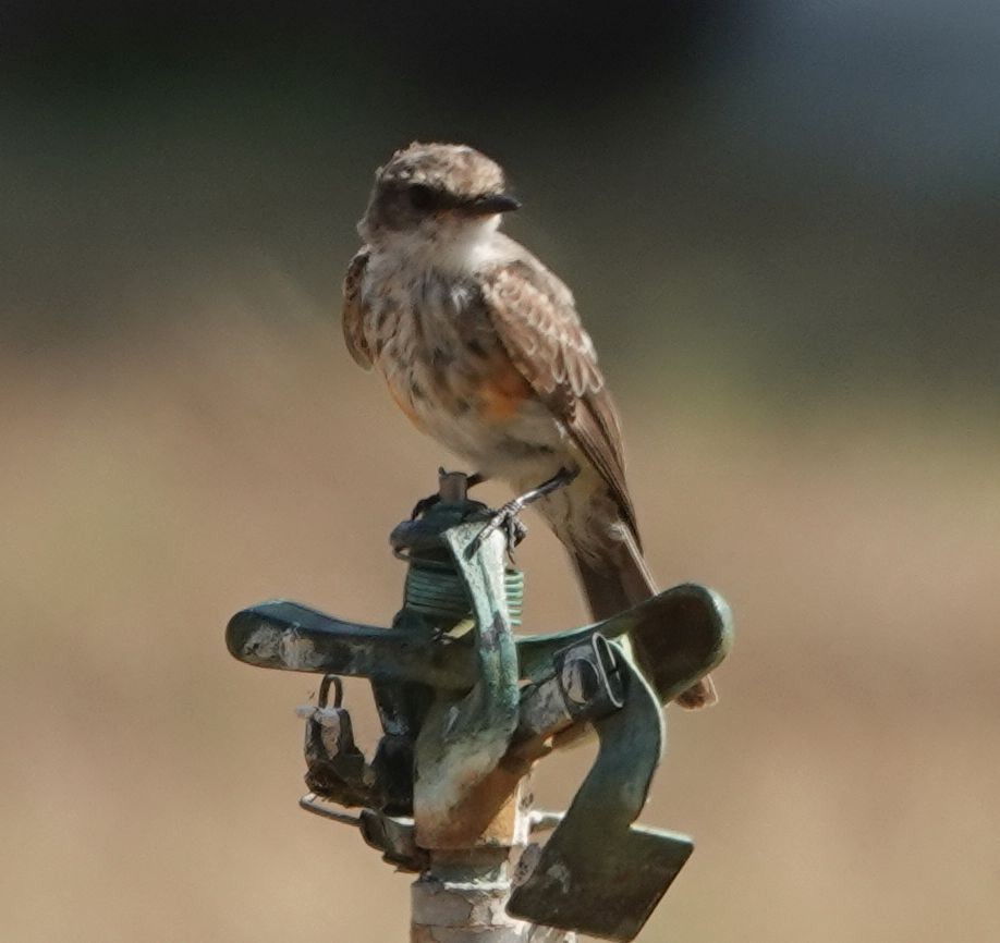 Vermilion Flycatcher - ML638995359