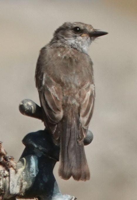 Vermilion Flycatcher - ML638995362