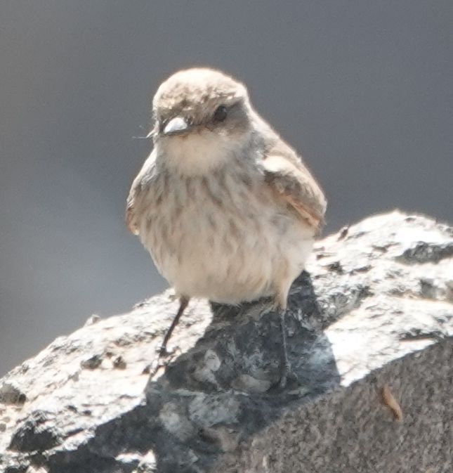 Vermilion Flycatcher - ML638995377
