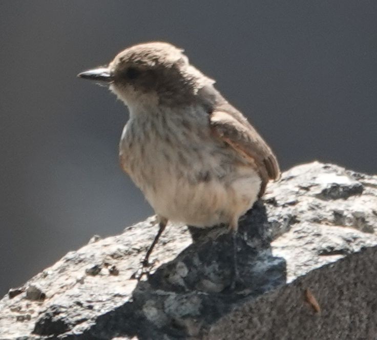 Vermilion Flycatcher - ML638995380