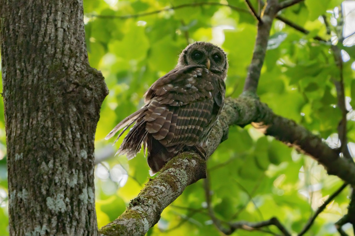 Barred Owl - ML638995387