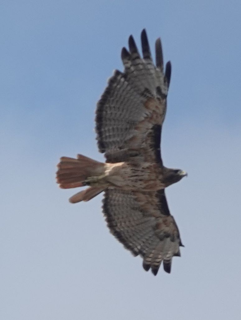 Red-tailed Hawk (calurus/alascensis) - ML638995398