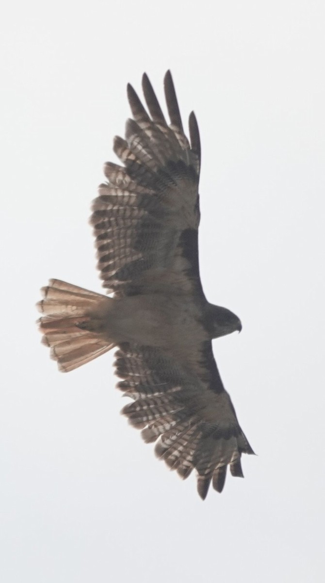 Red-tailed Hawk (calurus/alascensis) - ML638995399