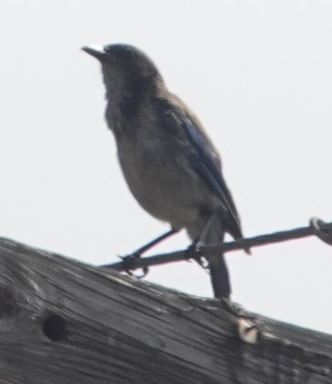 California Scrub-Jay - ML638995404