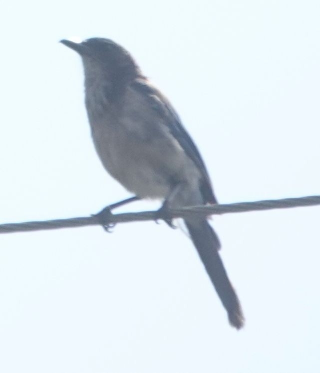 California Scrub-Jay - ML638995406