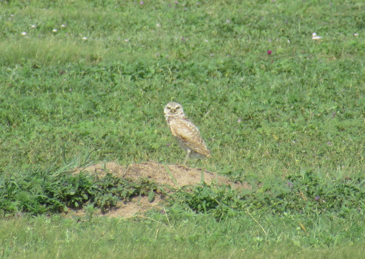 Burrowing Owl - ML638995472