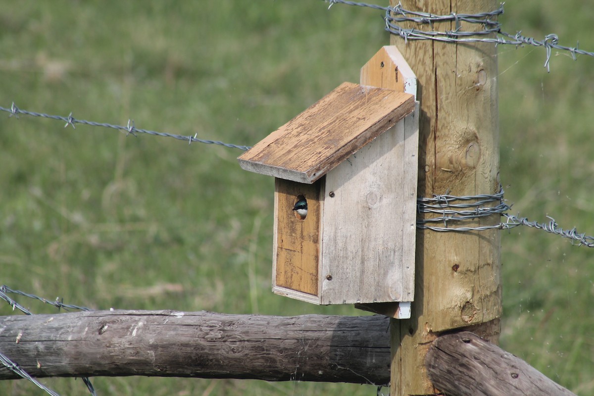 Tree Swallow - ML638995475