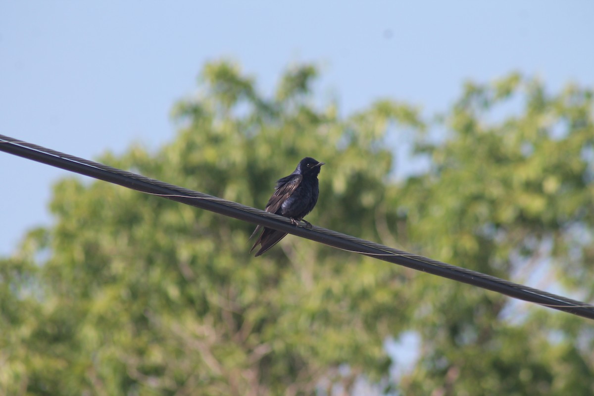 Purple Martin - ML638995479