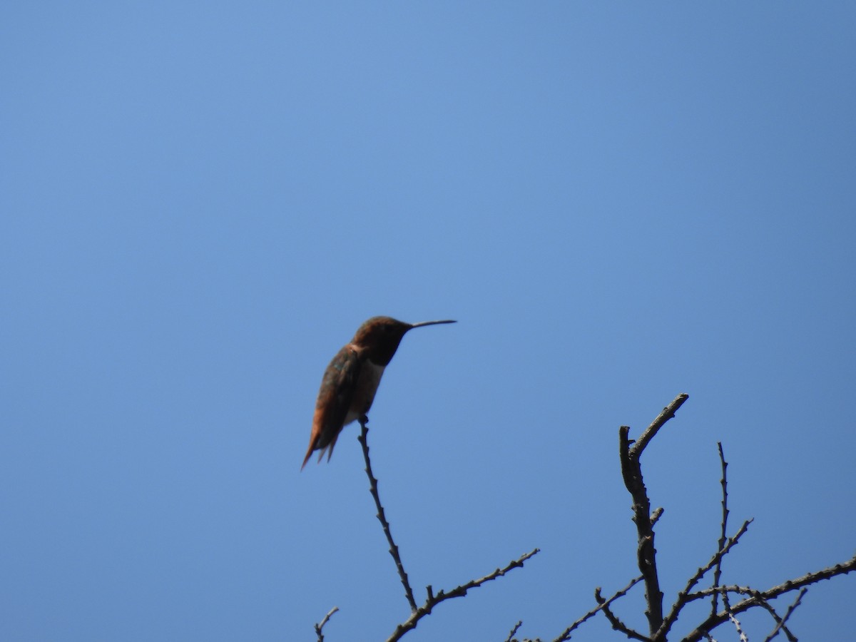 Allen's Hummingbird - ML638995488