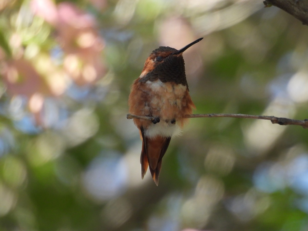 Allen's Hummingbird - ML638995489