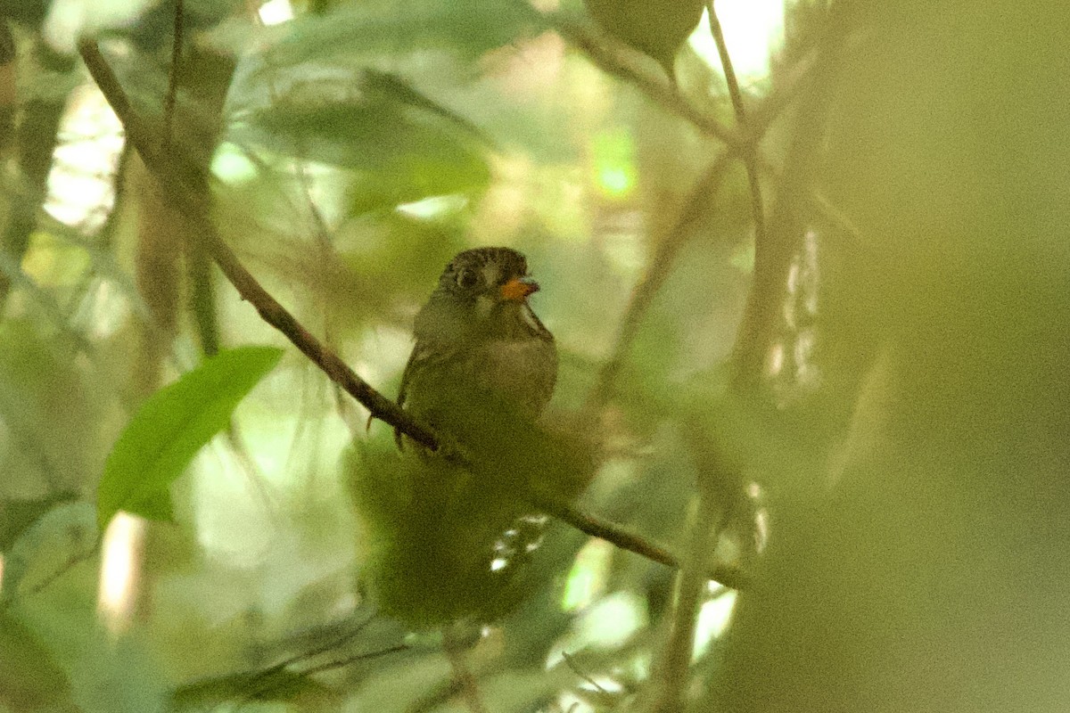 White-chested Puffbird - ML638995493
