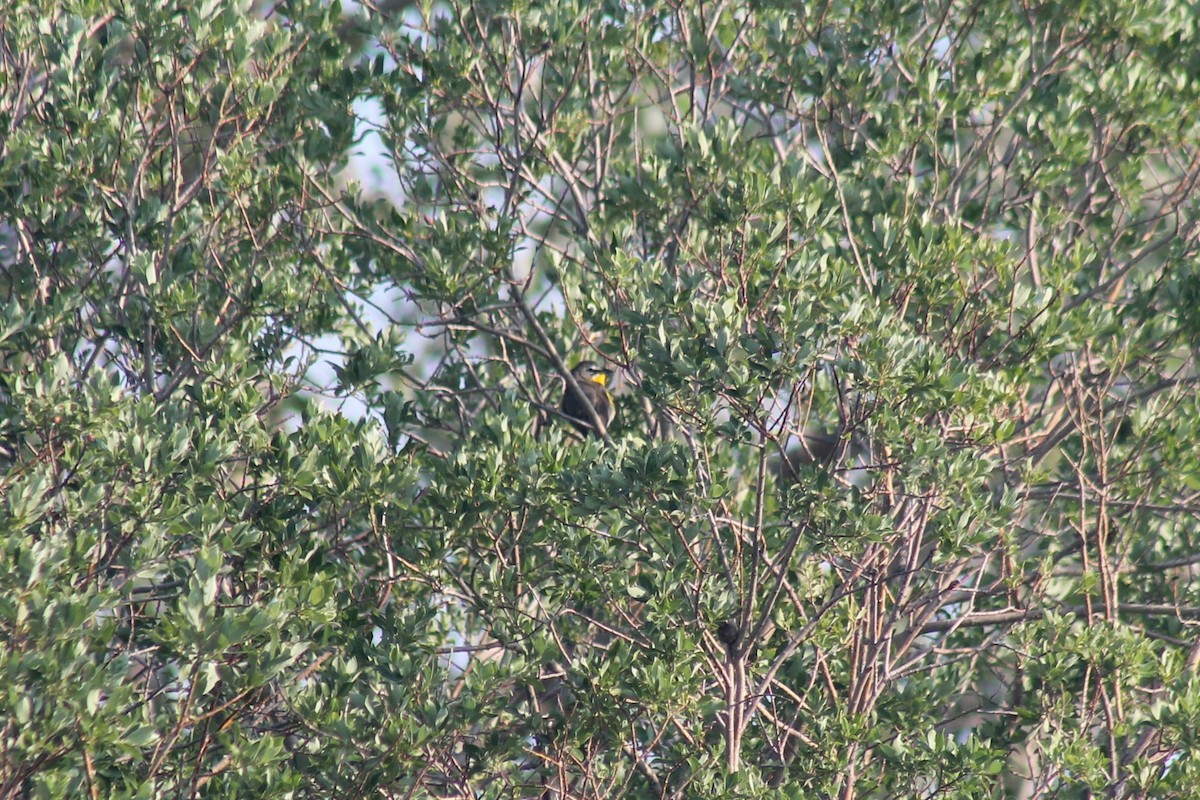 Yellow-breasted Chat - ML638995495