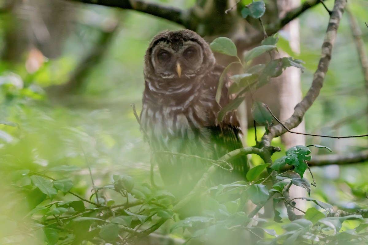 Barred Owl - ML638995503