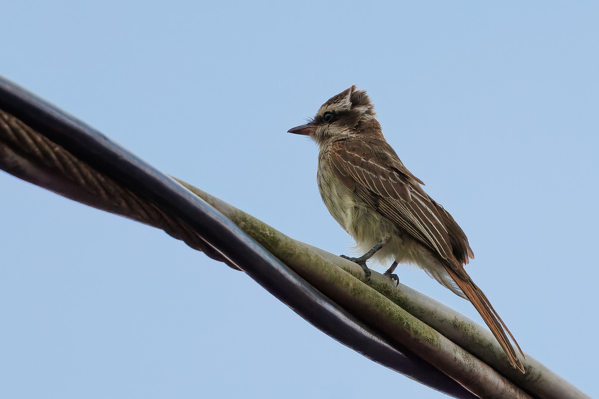 ML638995529 - Variegated Flycatcher - Macaulay Library