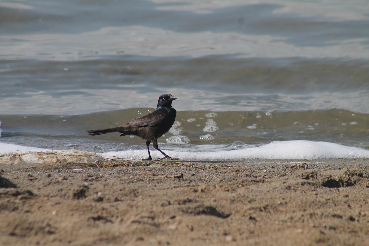 Common Grackle - ML638995530