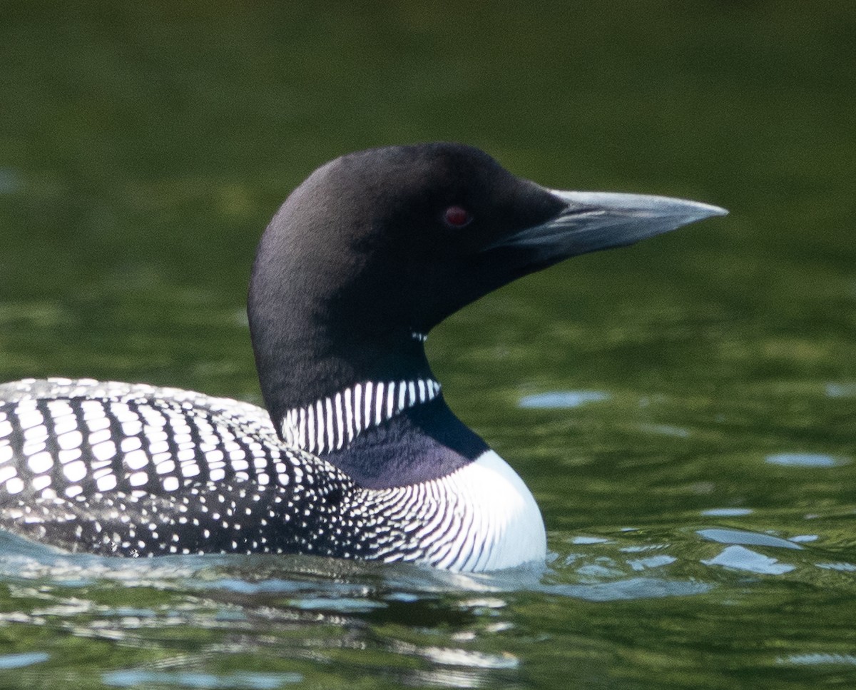 Common Loon - ML638995545