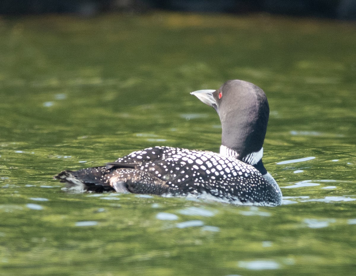 Common Loon - ML638995546