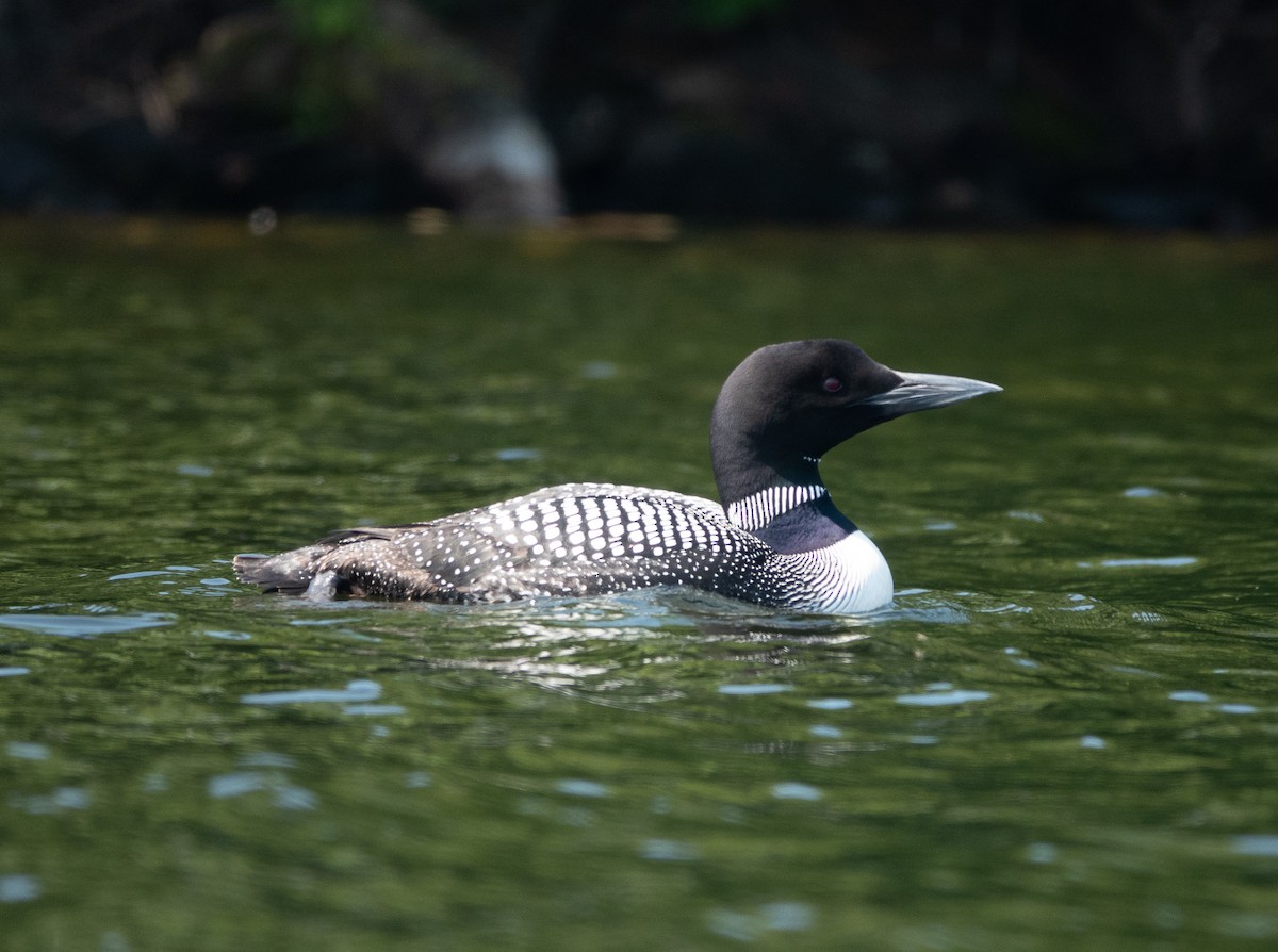 Common Loon - ML638995547