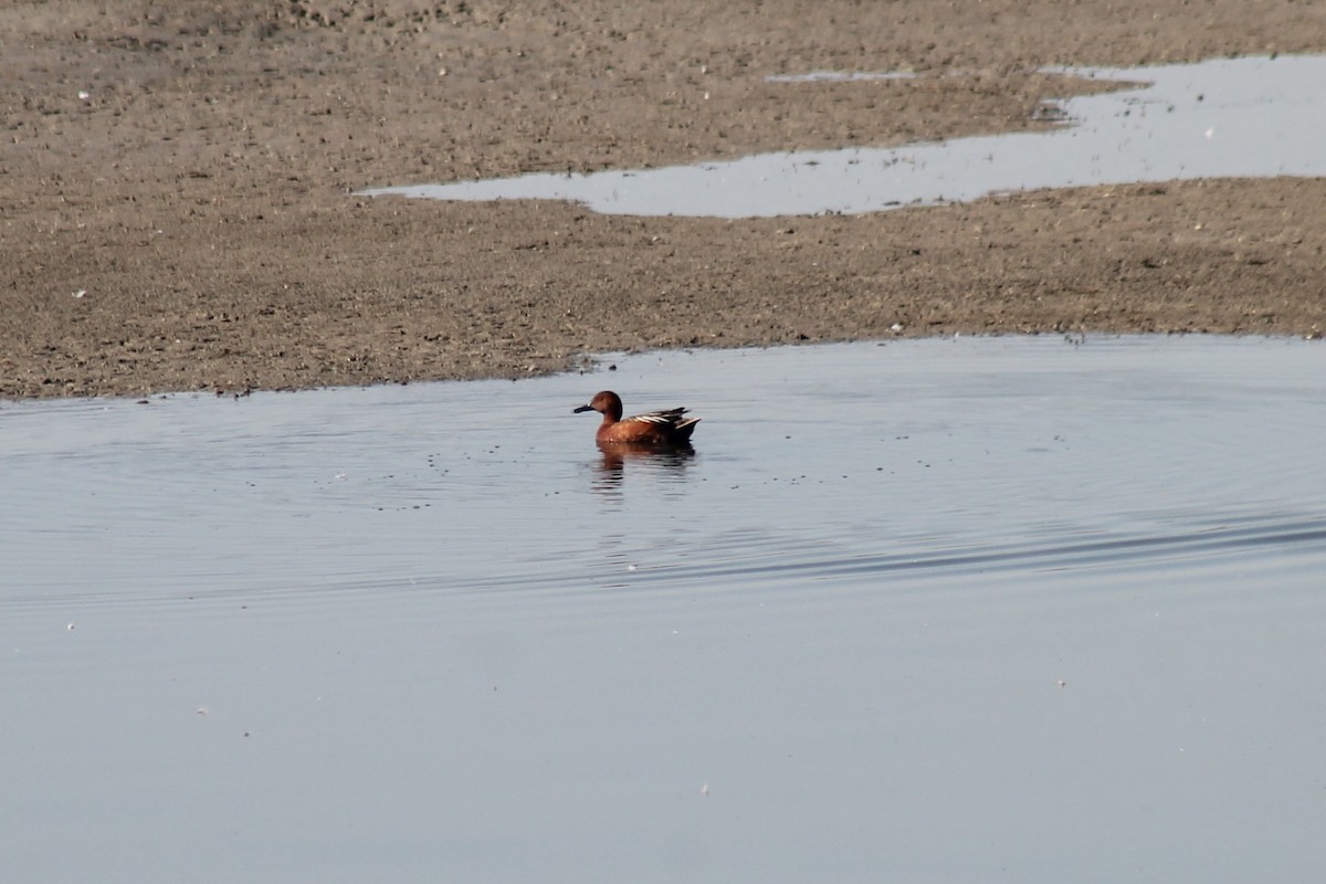 Cinnamon Teal - ML638995549