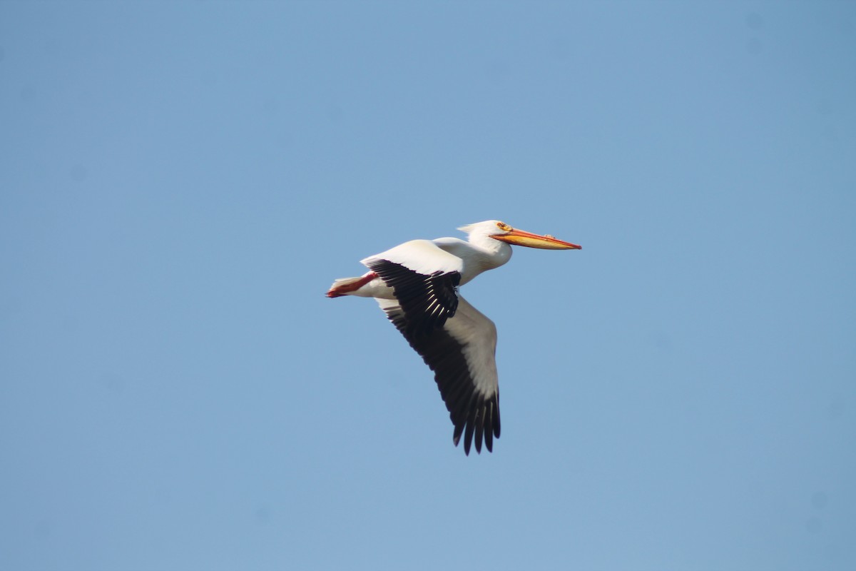 American White Pelican - ML638995556