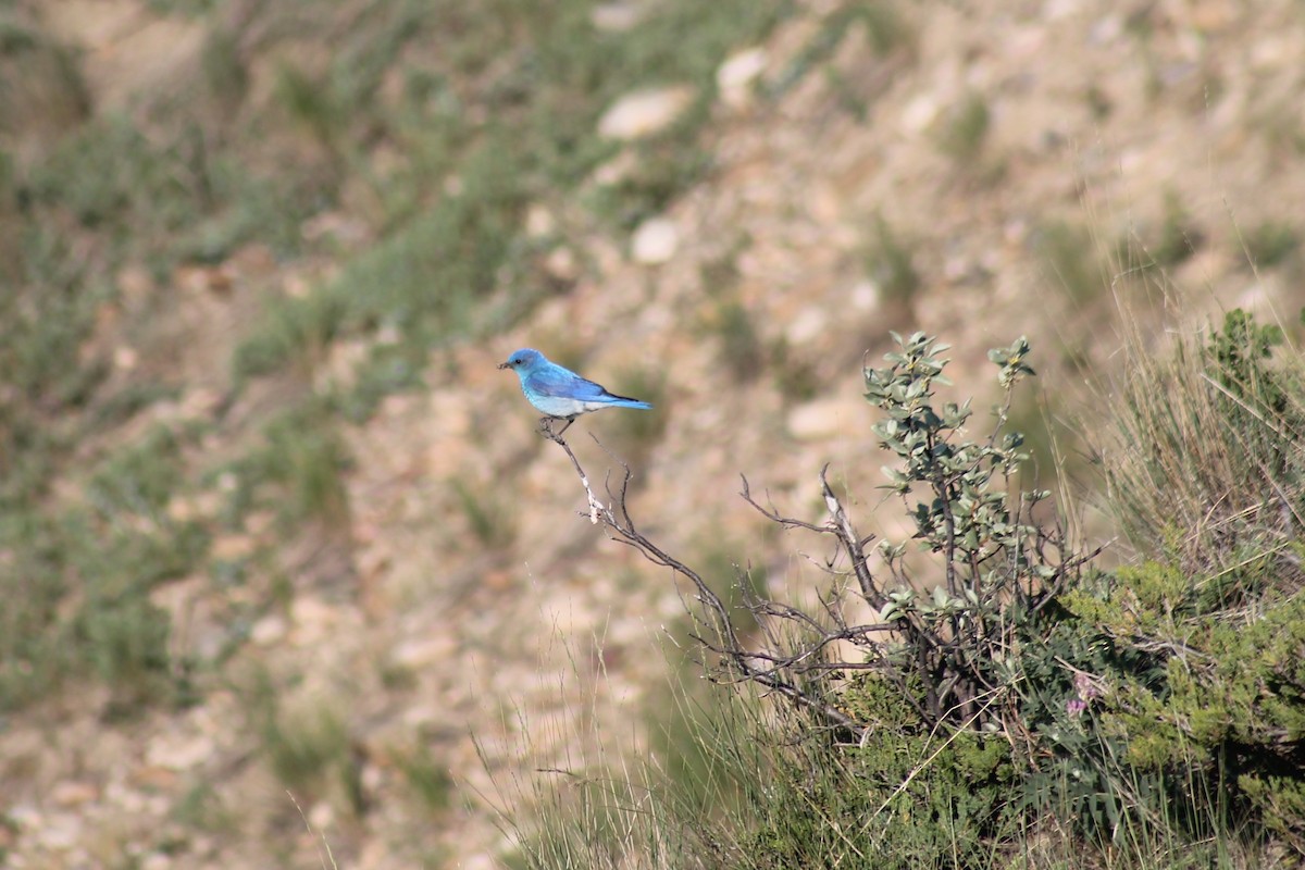 Mountain Bluebird - ML638995578