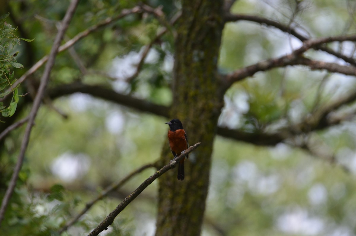 Orchard Oriole - ML638995583