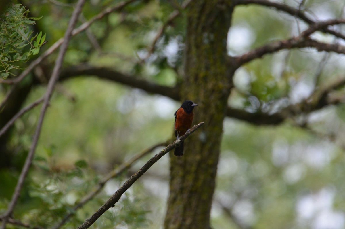 Orchard Oriole - ML638995584