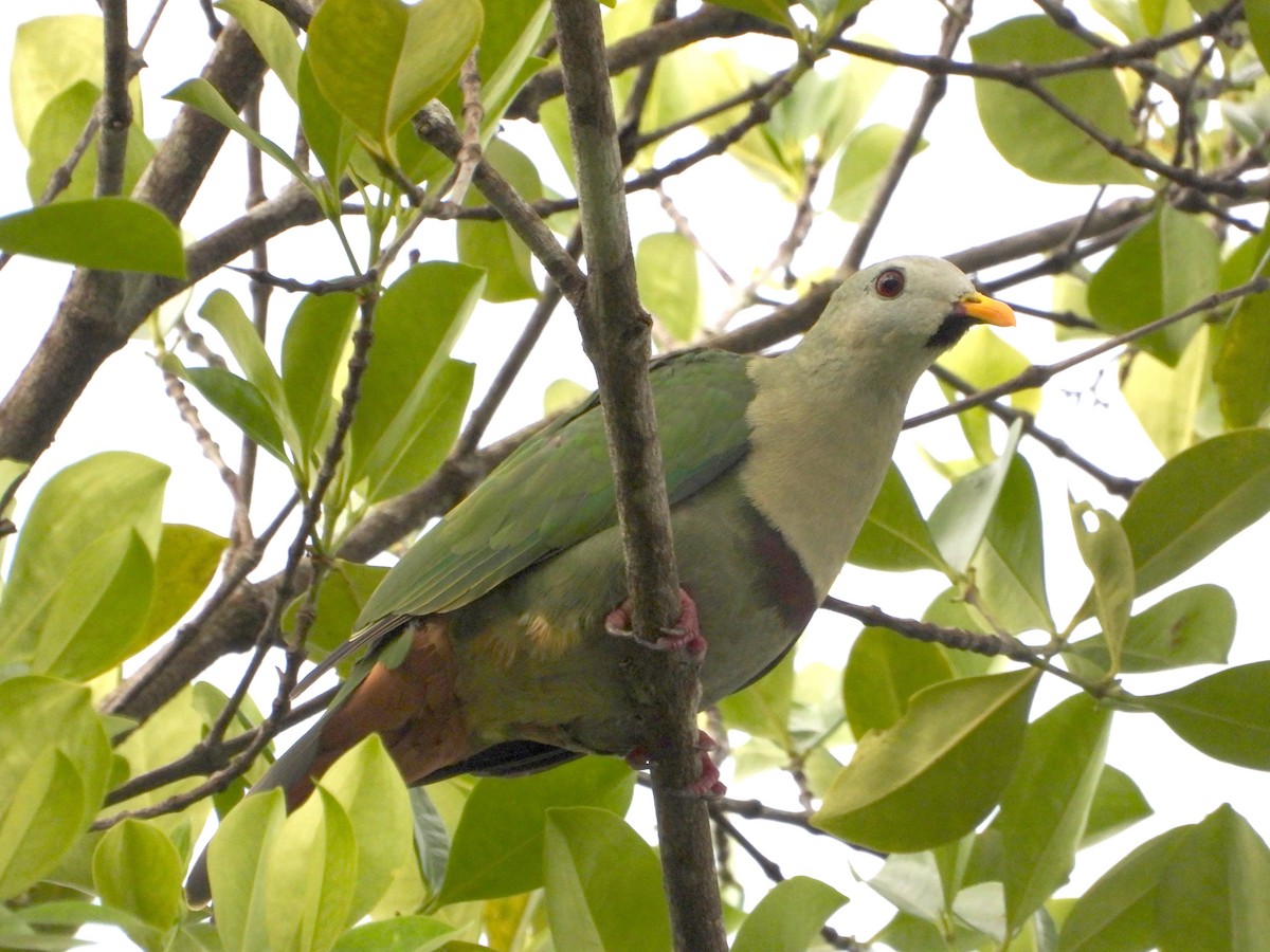 Black-chinned Fruit-Dove - ML638995589