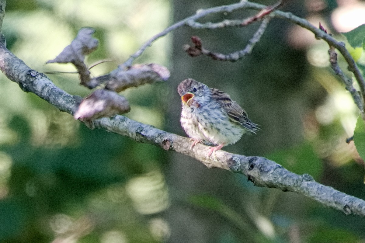 Chipping Sparrow - ML638995603