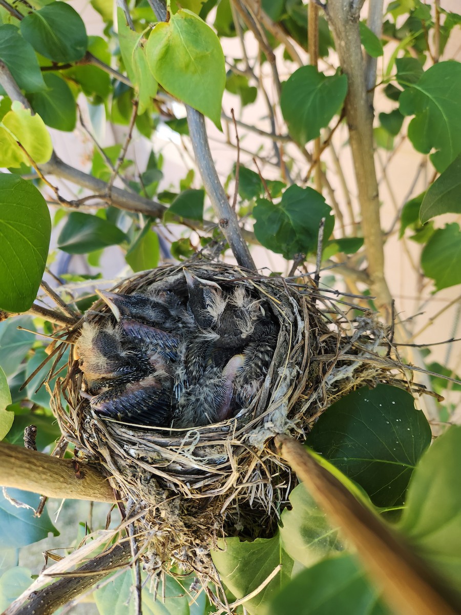 American Robin - ML638995607