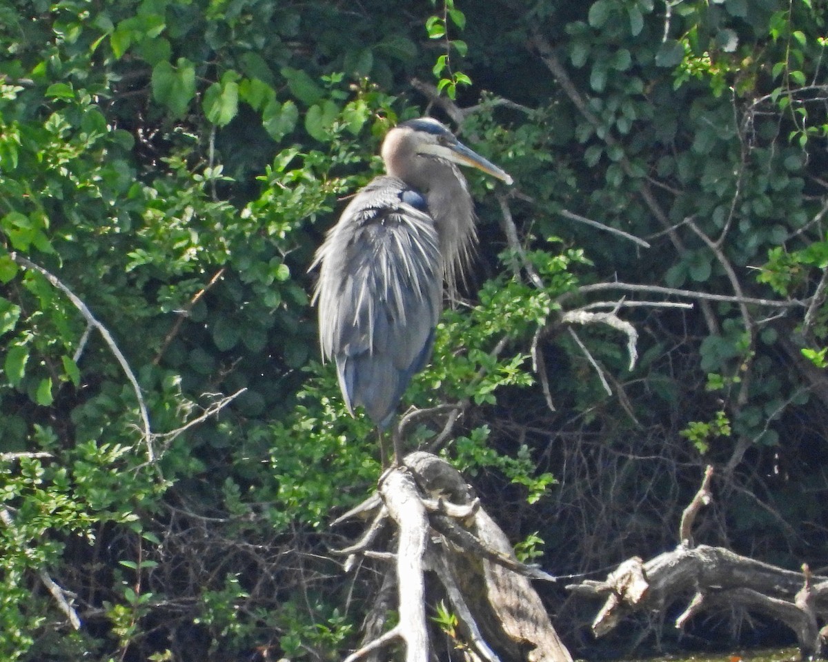 Garza Azulada - ML638995609