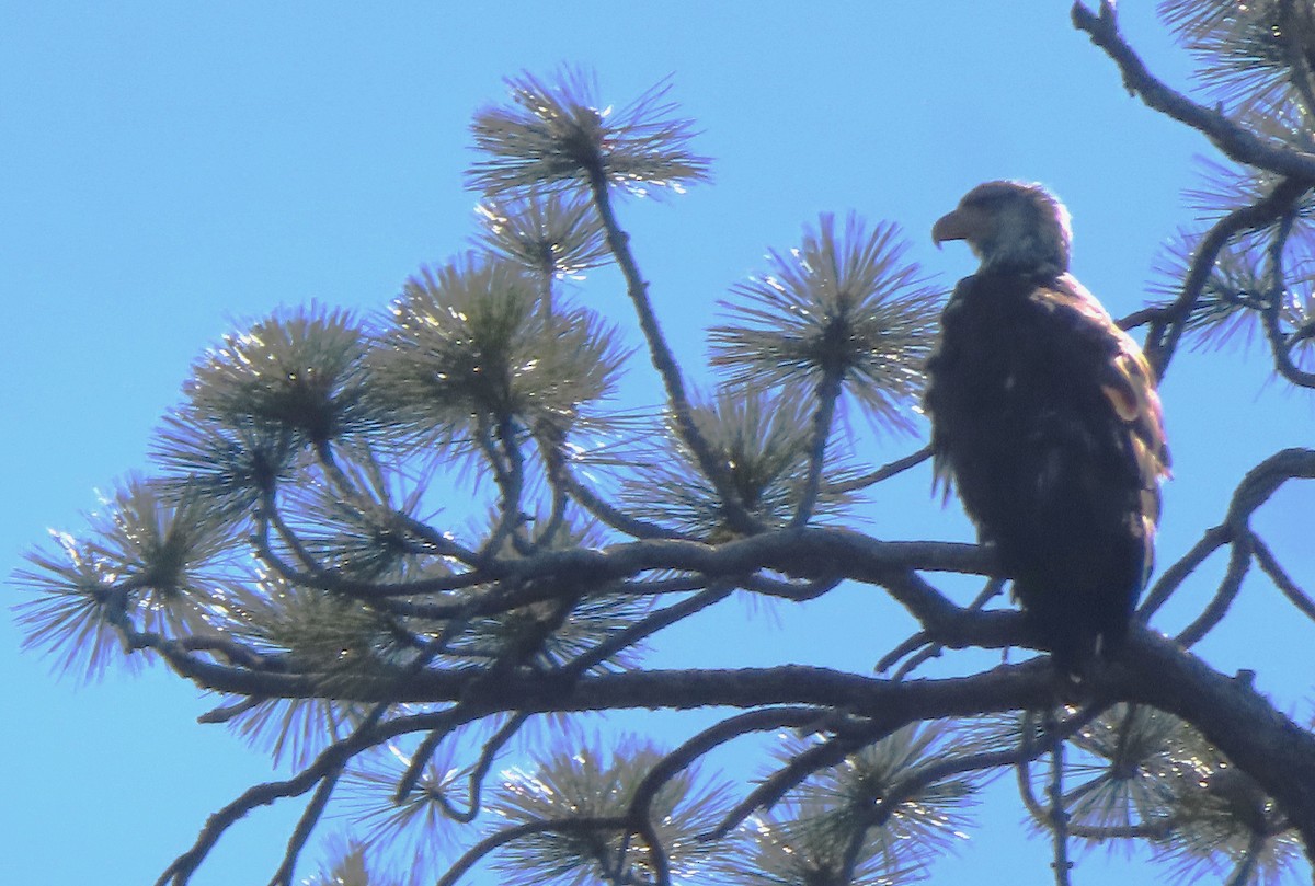 Bald Eagle - ML638995683
