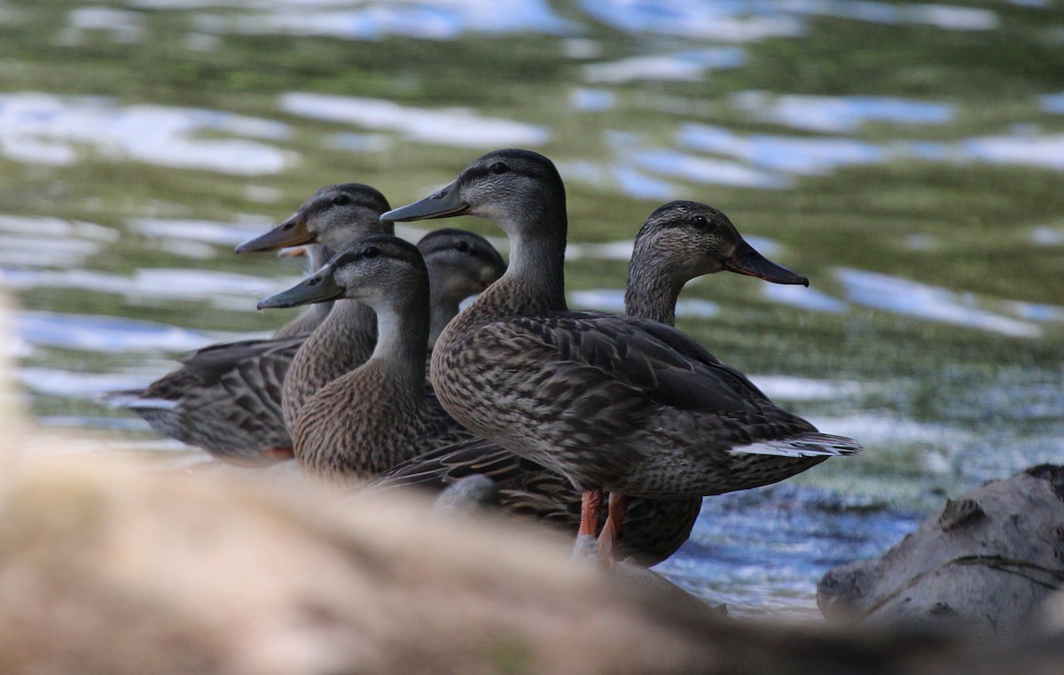 Mallard - ML638995765