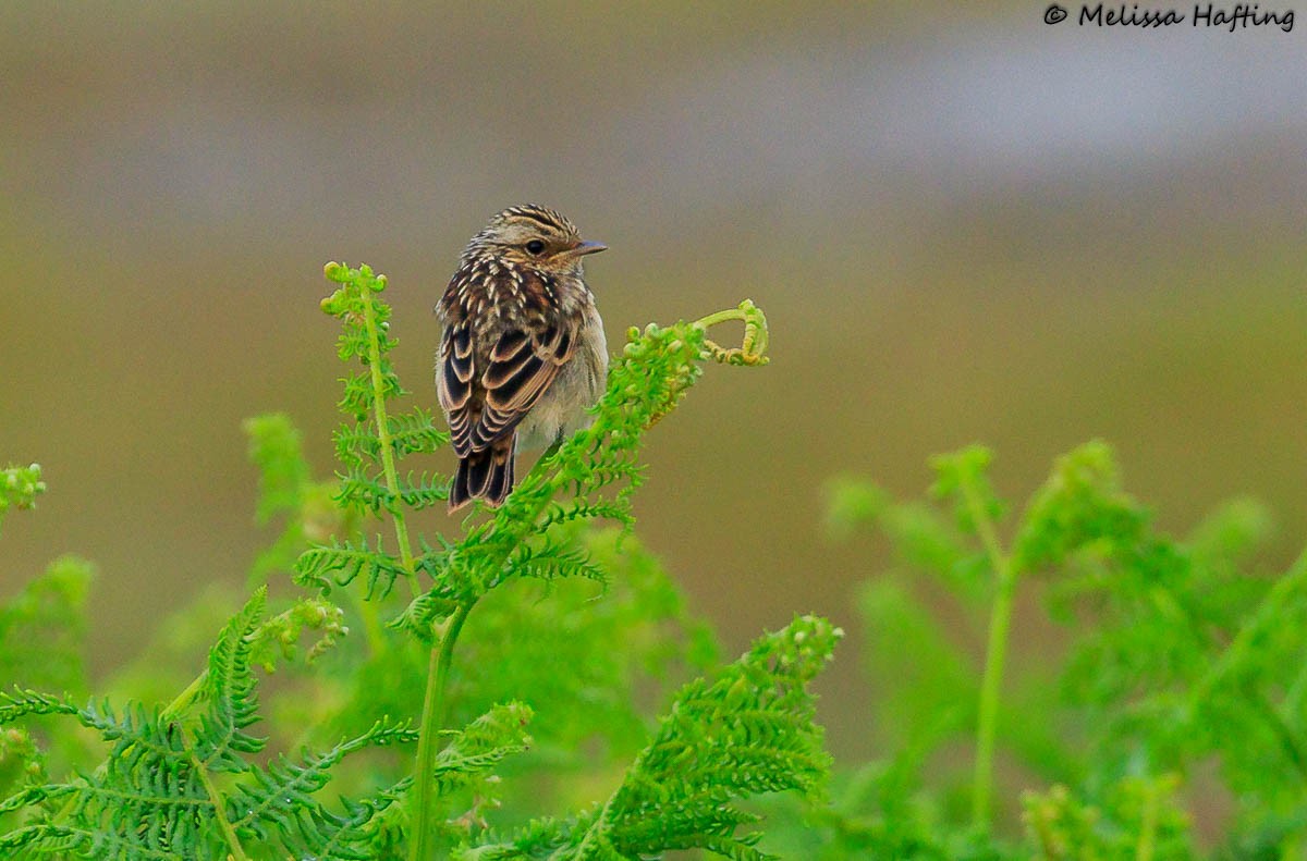 Whinchat - ML638995766