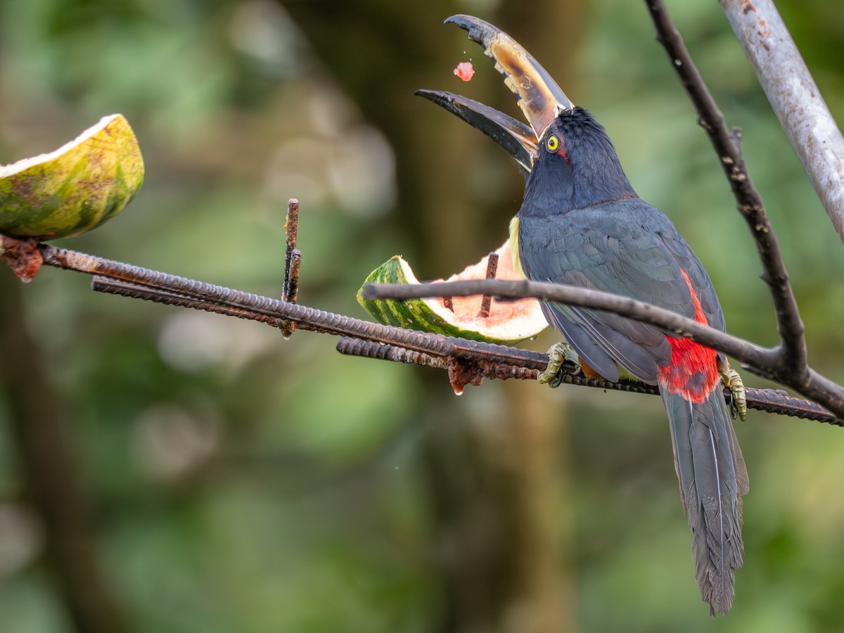 Collared Aracari - ML638995767