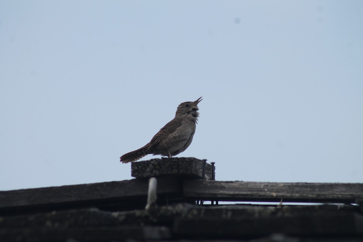Northern House Wren - ML638995770
