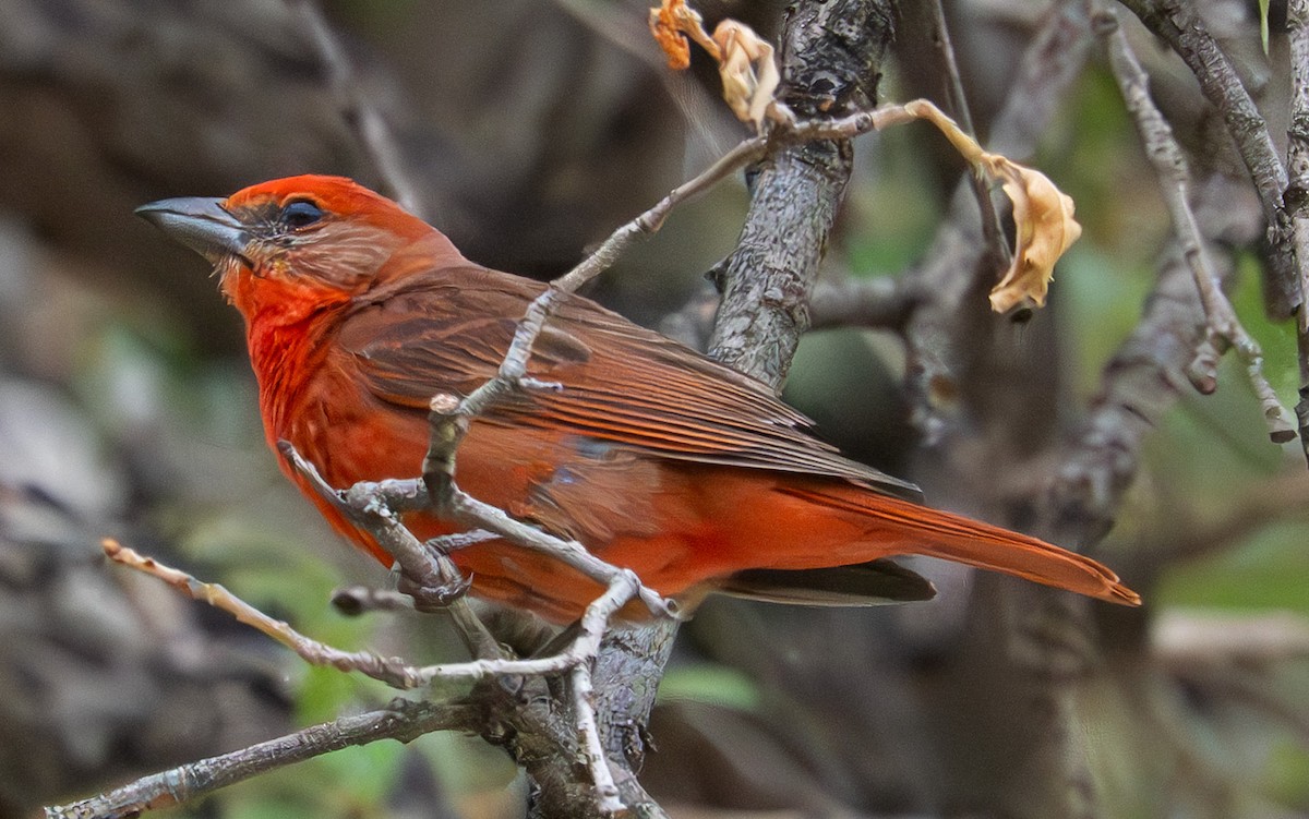 Hepatic Tanager - ML638995771