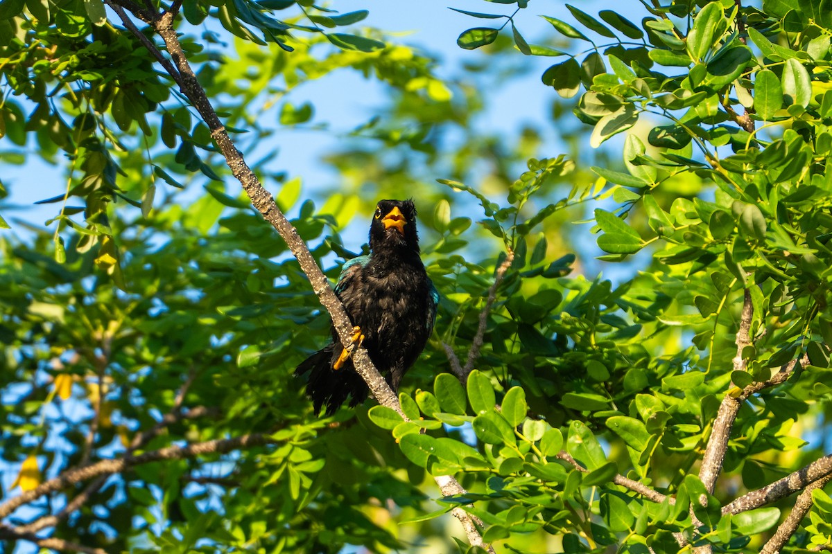 Yucatan Jay - ML638995774