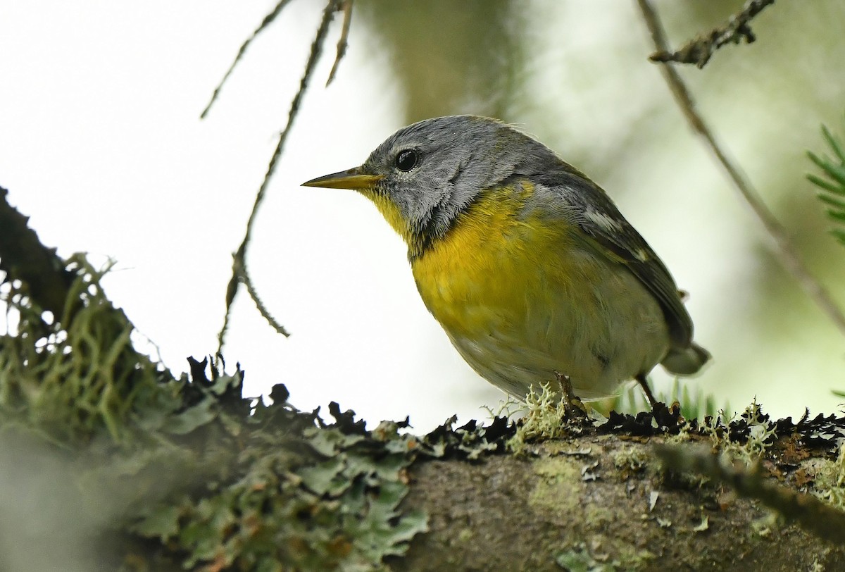 Northern Parula - ML638995775