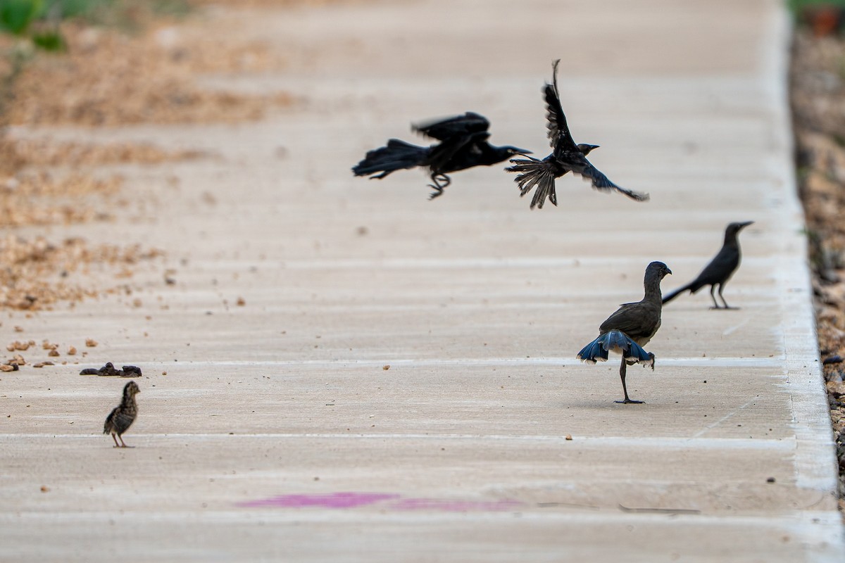 Plain Chachalaca - ML638995778