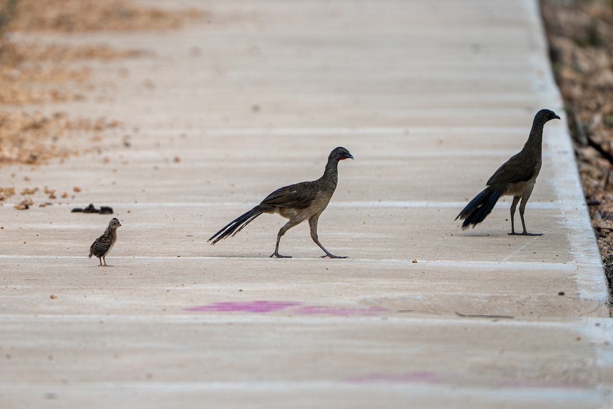 Plain Chachalaca - ML638995779