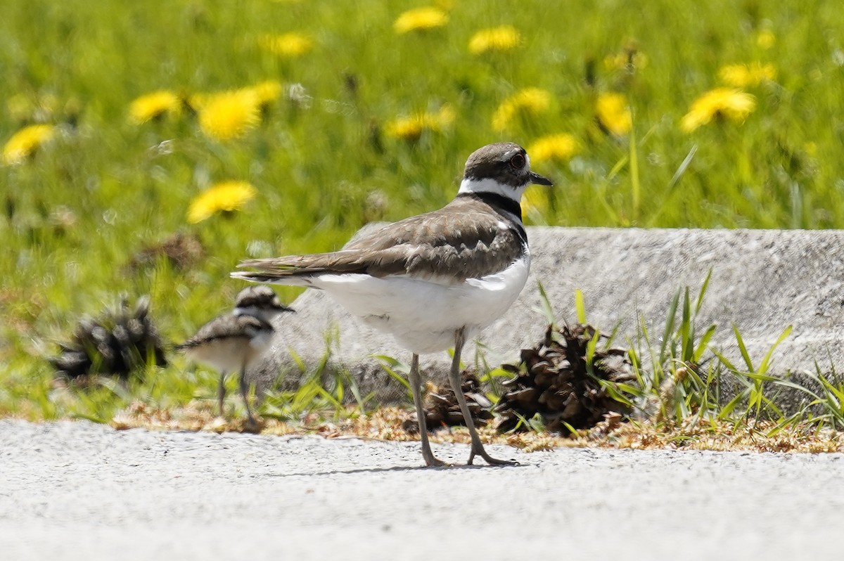 Killdeer - ML638995780