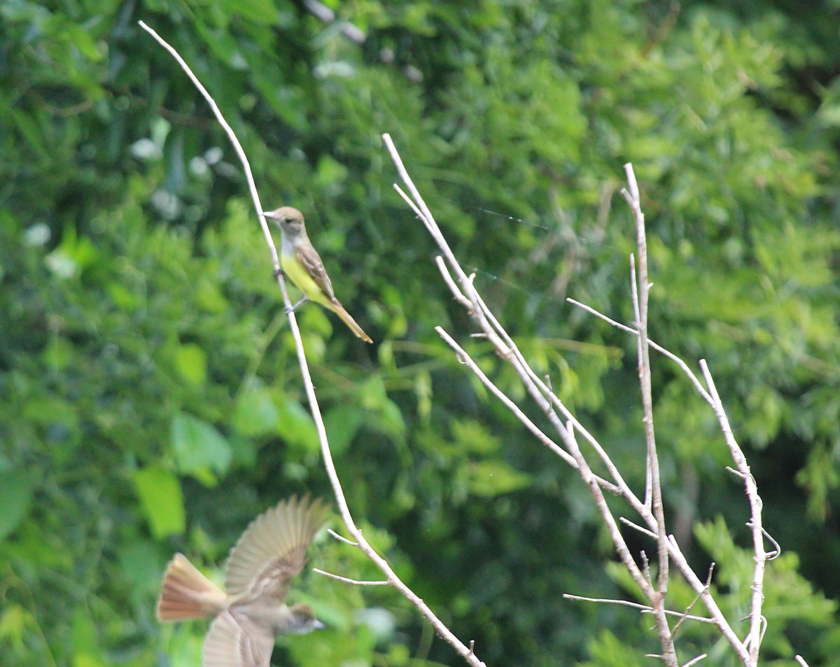 Great Crested Flycatcher - ML638995781