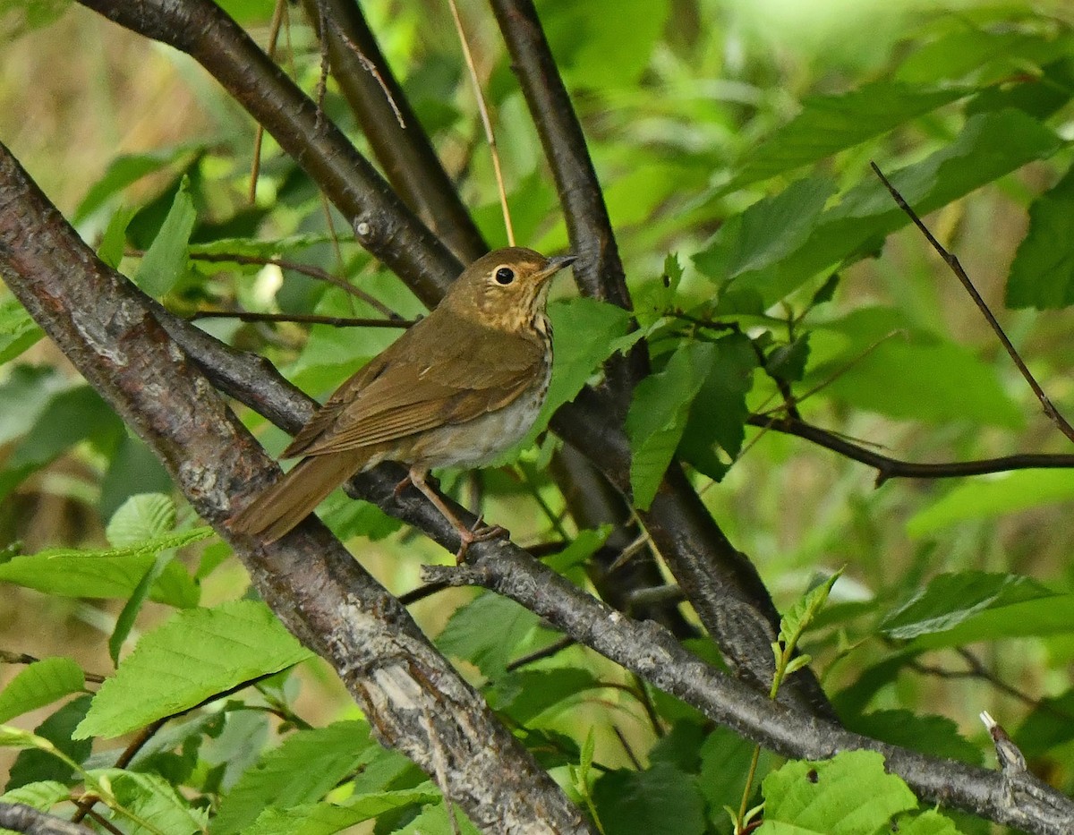 Swainson's Thrush - ML638995783