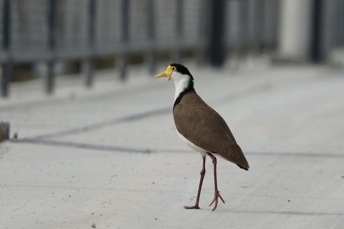 Masked Lapwing (Black-shouldered) - ML638995784